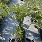 Palmička nízka (Chamaerops Humilis) ´CERIFERA´ ( -17°C) - výška 90-100 cm, Výška kmeňa: 30-40 cm, kont. C50L (-17°C)